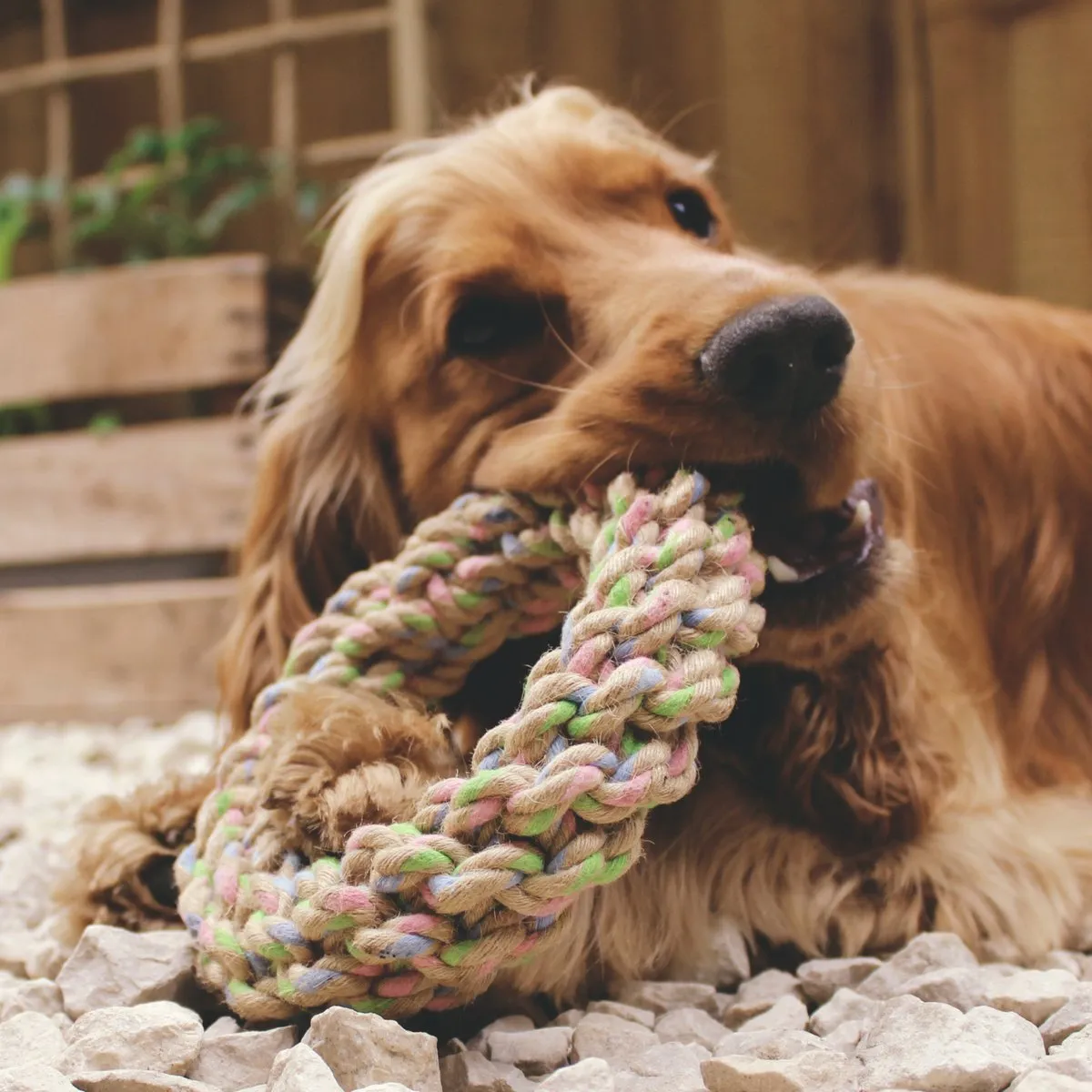 Beco Hemp Rope Dog Toys