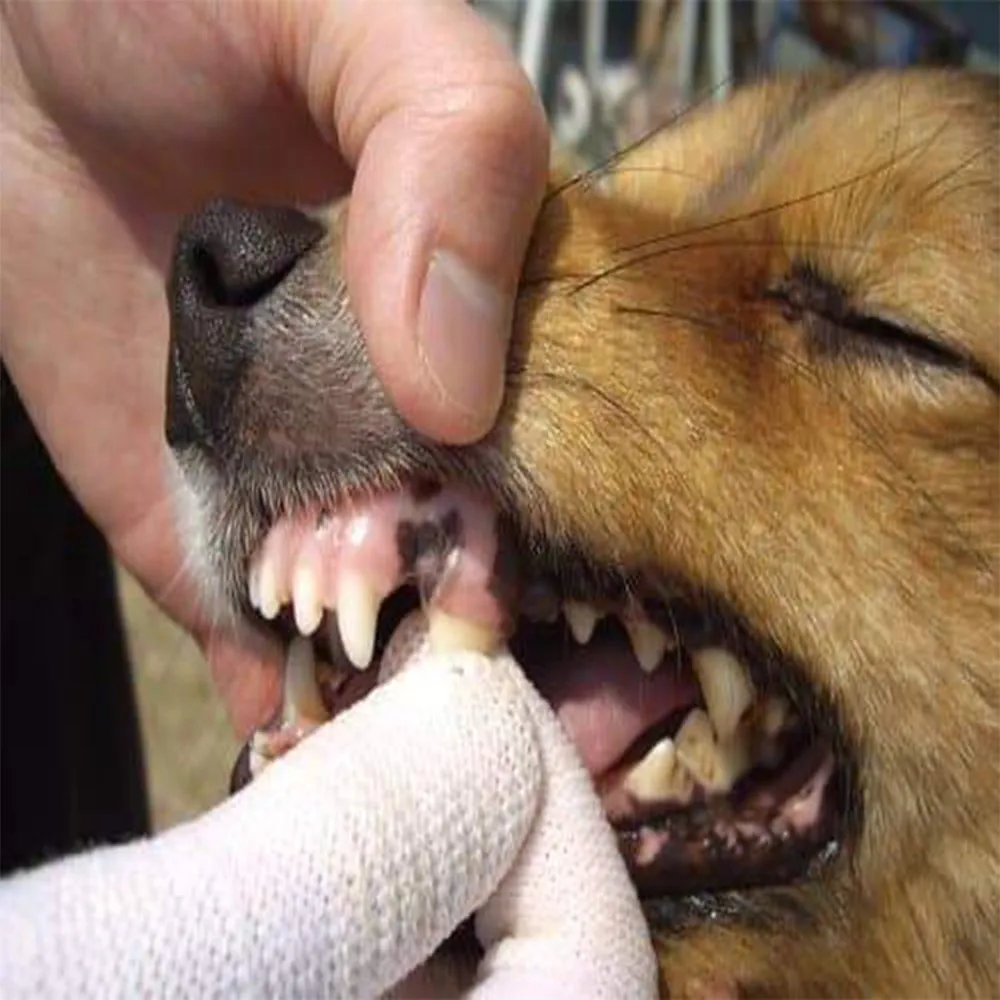 Care Finger Tooth Brush for Dogs