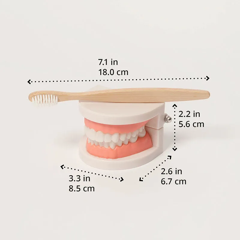 Montessori Brushing Teeth